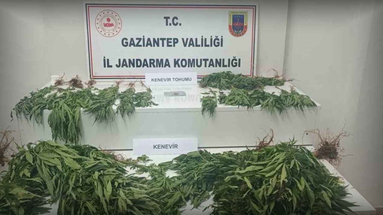 Gaziantep'te jandarmadan büyük uyuşturucu operasyonu: 253 kök kenevir ele geçirildi, 9 kişi gözaltında