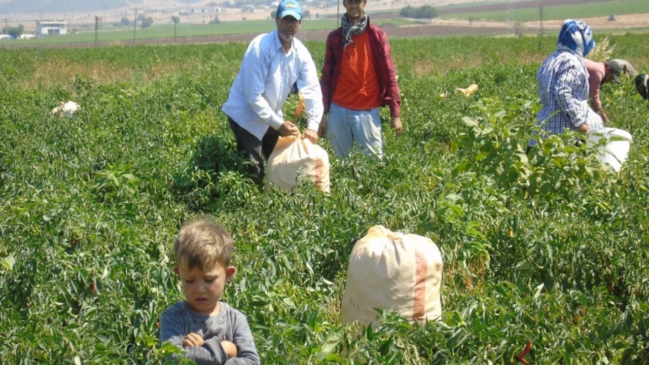 İslahiye'de "kırmızı altın" mesaisi başladı! Binlerce işçiye istihdam sağlanıyor