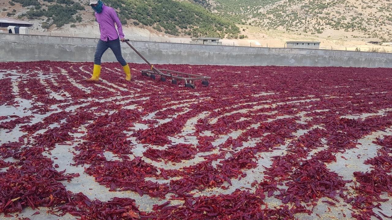 İslahiye'de Pul Biber Üretimi İstihdama Katkı Sağlıyor